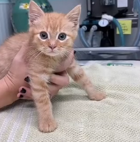 N1501037 kind lady rescued cat broken leg on roadside then