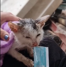 N1501038 Cat stuck around neck was luckily saved..