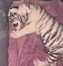 N1501039 kind hearted man adopted white tiger cub was abandoned by it…