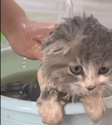 N1501040 Motherless kitten was luckily saved …