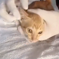 N1501042 kitten was trying to crawl luckily it was saved