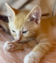 N1501043 Cats fell into deep mud was luckily rescued .