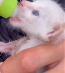 N1501044 Motherless cat is lucky to be saved