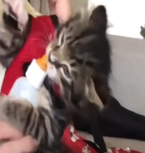 N1501045 Abandoned kitten next to trash pile is luckyto be saved #animal #resc…