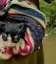 N1501046 Cat swept away by water standing on tree branch was lucky to be saved