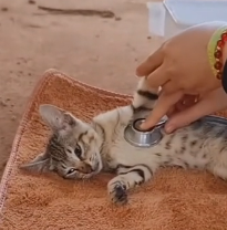 N0201042 Cat chained in abandoned house was lucky to be saved #cat #rescuecat