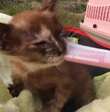 N1501047 kitten shivered cried cold hunger ,curled up, luckil