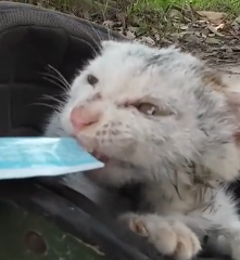 N1501048 Cat hiding in helmet is lucky to be saved