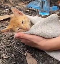 N1501049 hungry kitten left on side of road was luckily rescued …
