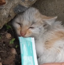 N1501050 Weak kitten crying help because of hunger was luckily rescued #re