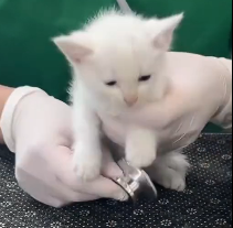 N1501051 Homeless kitten meowing under tree was luckily to be rescued ad