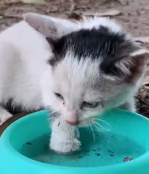 N1501052 lost cat was hiding in hole was luckily rescued