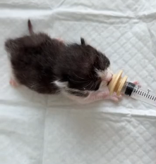 N0601093 Rescue of newborn abandoned kitty then #rescue #fyp #animal #ca