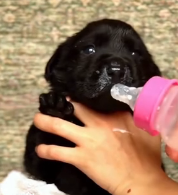 N1801001 Left alone on the road… until one girl changed his entire life