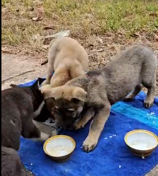 N1801002 His body was weak, but he still held on to life