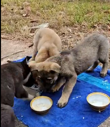 N1801002 His body was weak, but he still held on to life