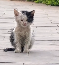 N0201043 Cat wandering in park was lucky to be saved #cat #rescuecat #anim