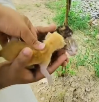 N1801003 If help came later, none of them might have survived