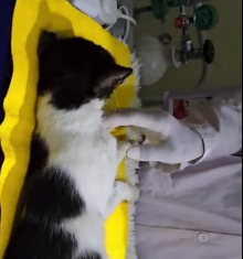 N1801004 A mother and her babies, all waiting for someone to notice them