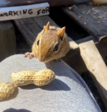 N1801005 Barely alive, this tiny squirrel needed help right now