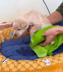 N1801006 Too small to survive alone on such a dangerous road