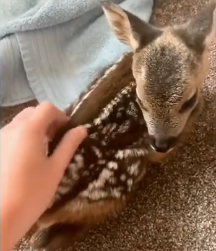 N1801008 Trapped and terrified, this deer had no hope left… until help arrived