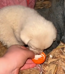 N1801009 Lost and trembling, this puppy didn’t know who would save him