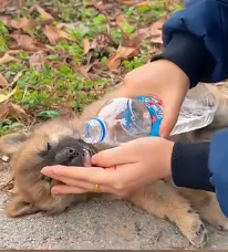 N1801012 Left on the road, watching every car pass by