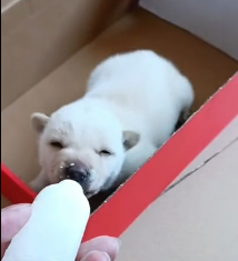 N1801013 His cries were weak… but they were a desperate call for help