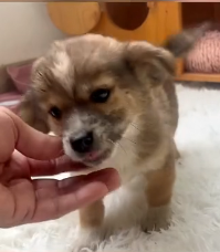 N1801014 He was found just in time, before fear took over his tiny heart