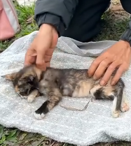 N1801016 This tiny kitten was all alone, with no one to protect her