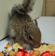 N1801017 squirrel fell into water my dog jumped in water to save it