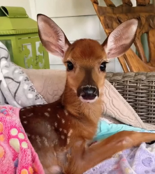 N1801018 Exhausted and sinking, this fawn had almost given up