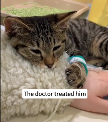 N1801019 cat was attacked by pack of dogs, saved him then