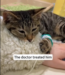 N1801019 cat was attacked by pack of dogs, saved him then