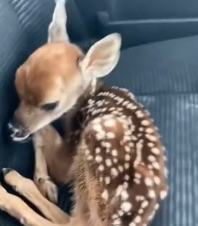 N1801020 deer fell into hole,I rescued him,and then