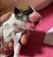 N1801021 puppy almost died because he choked on milk, his whole body stiffen