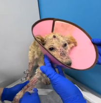 N1801023 He was rescued… then someone chose to love him forever