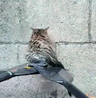 N1801024 found cat had fallen into water while was boating