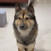 N1801025 saw puppy leg caught in clip, helped it, then