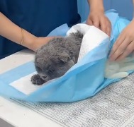 N1801026 They thought he was gone… but this tiny kitten refused to give up