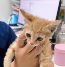 N1801027 saw little cat being bullied by several dogs, so helped it