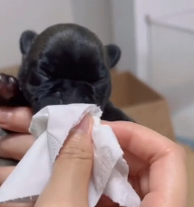 N1801028 small dog was rescued trash can, then something happen