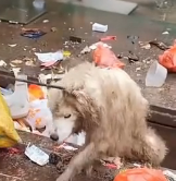 N1801029 found an abandoned Samoyed in trash can, then