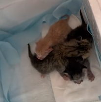 N1801030 So small, so fragile… this kitten was already losing hope