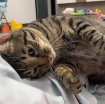 N1801032 Rescued kitten was trapped outside 30th floor window t