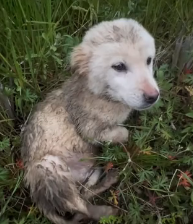 N1801033 From being unwanted… to finally being chosen