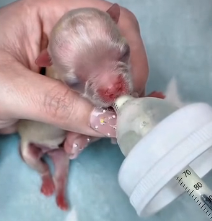 N1801034 So tiny, so new to the world… yet already in danger