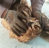N1801035 Rescued long eared owl was trapped in an iron fence