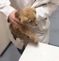 N1801037 Near garbage dump, found puppy paralyzed hind legs. do